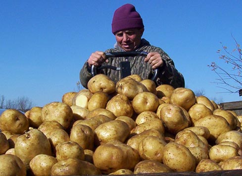 Yukon Gold Potatoest