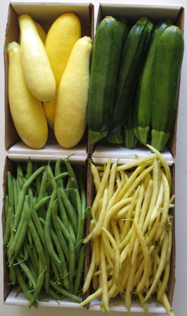 Squash and Beans